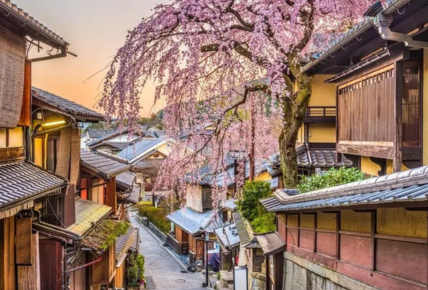 affordable Japan tour packages for cherry blossom season