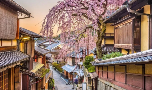 affordable Japan tour packages for cherry blossom season
